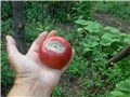 arčilend
